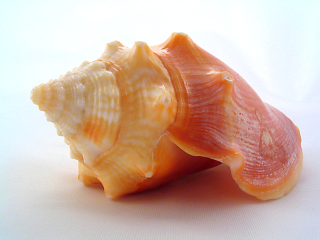 Seashell