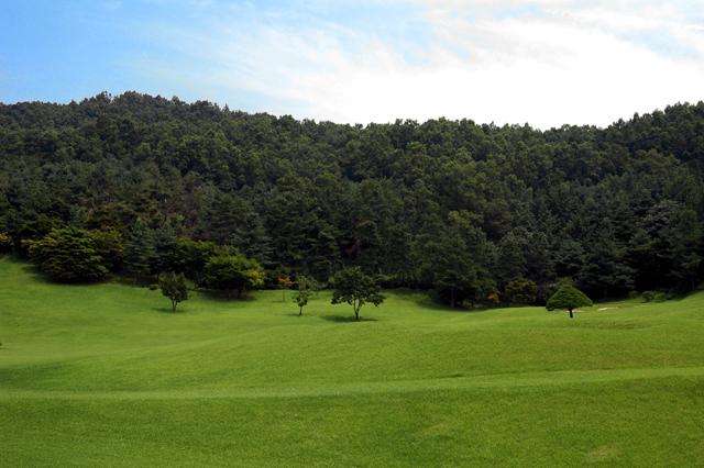 Sky, Tree, Grass