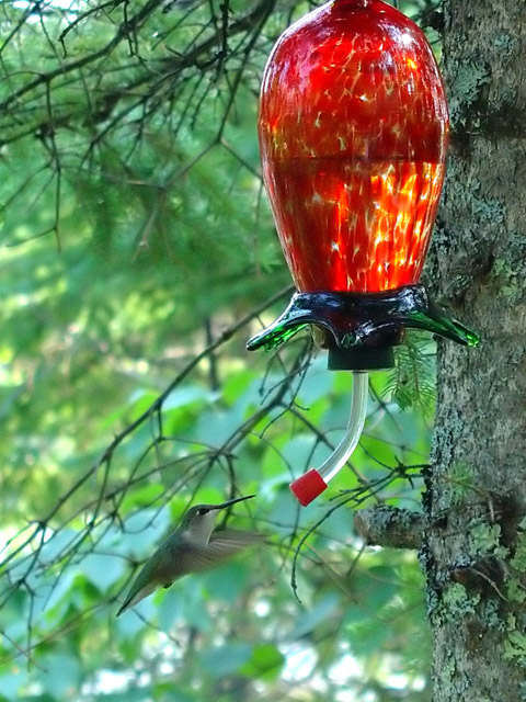 Humming bird feeder