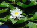 Water Lilly