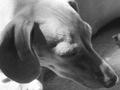 Weiner Dog