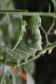 Hungry Hornworm