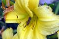 Yellow Flower With Bug