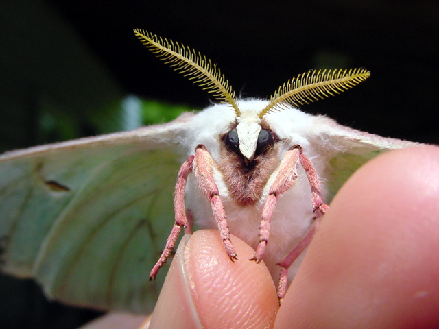 Luna Moth