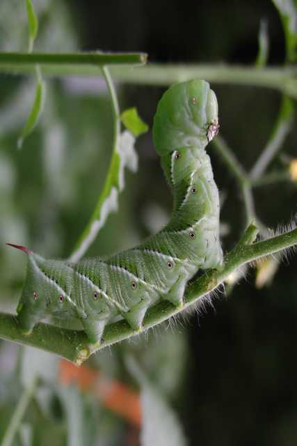 Hungry Hornworm