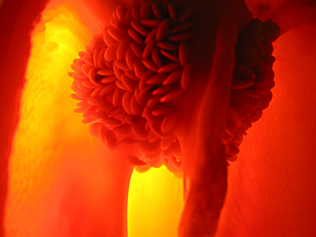 Anatomy of a Pepper