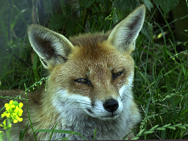 Sleepy fox