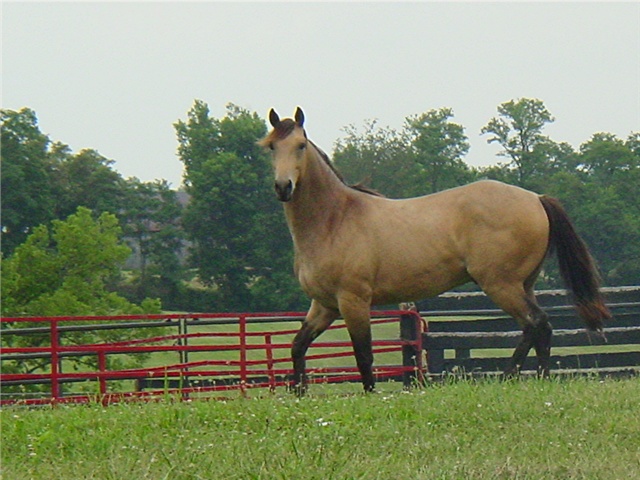 A Bluegrass Beauty