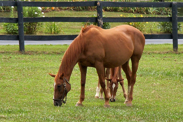 A Summer Day in Kentucky