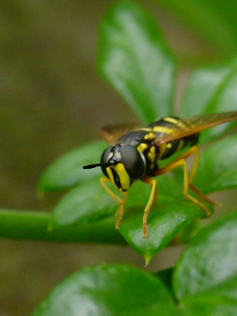 wasp