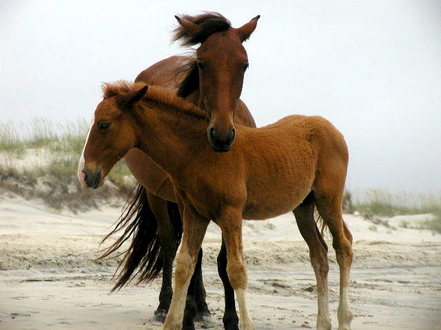 Wild Ponies of Corolla
