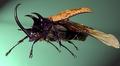 Handsome Dude!  (Eupatorus-Gracilicornis)