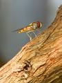 Hoverfly not hovering