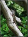 Geckos Gone Wild