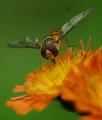 Big Eye for the Hoverfly Guy