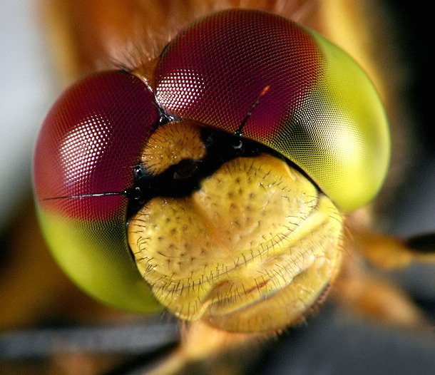 Dragon Eyes