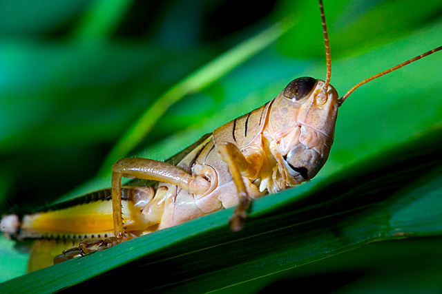 Father Grasshopper