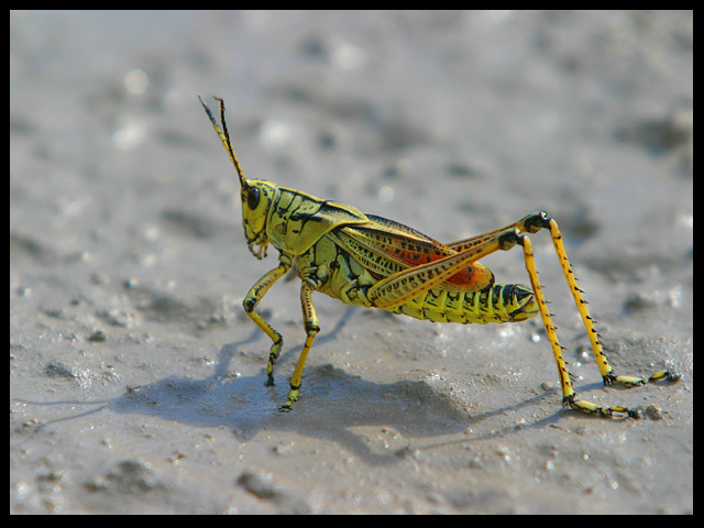 Schistocerca Americana  (Large Florida Grasshopper)