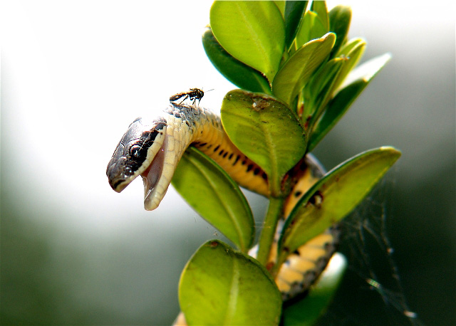 Mosquito and snake