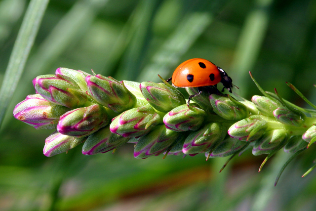 Ladybird