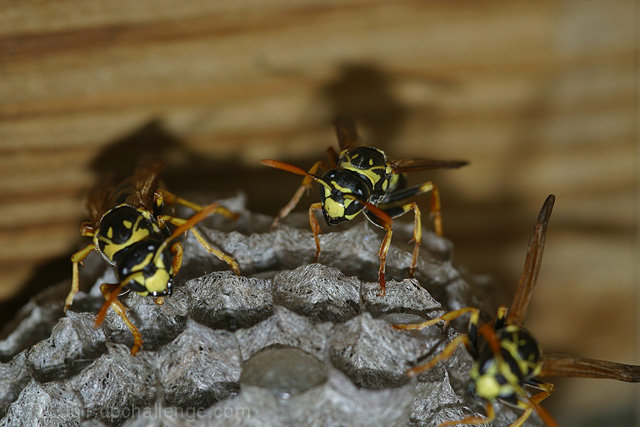 My three yellow jackets