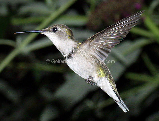 A Female Rubythroat Hummingbird