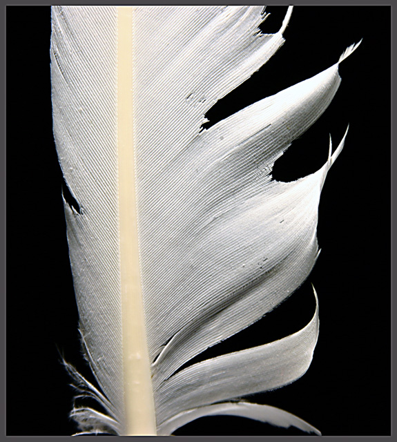 Old Feather Quill