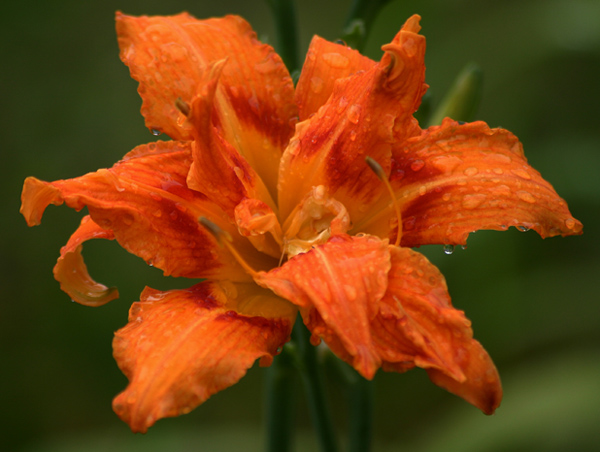 Tiger lily