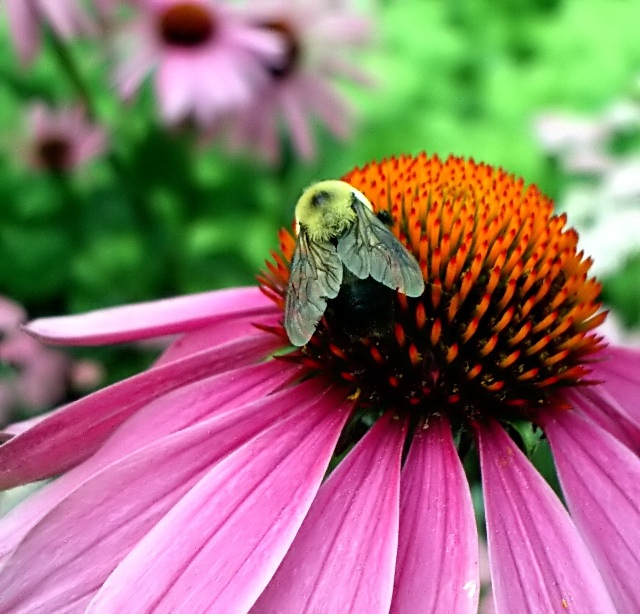 First Insect Macro