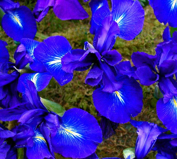 Iris close up