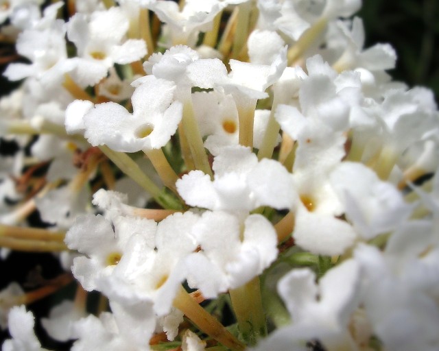 Butterfly Bush