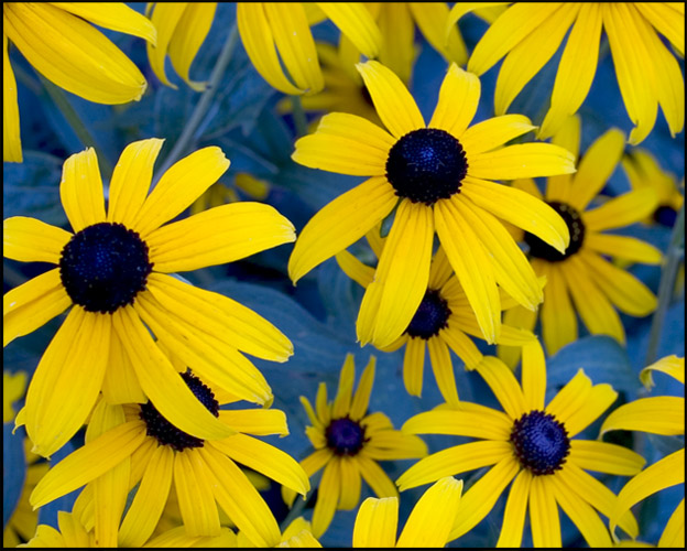 Black-eyed Susan