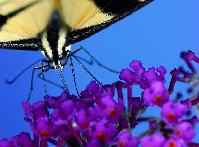 Butterfly Macro #3