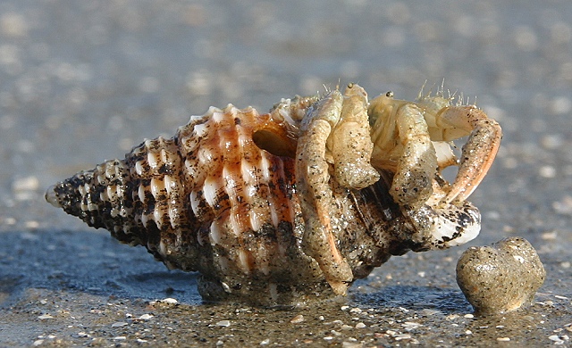 Gulf Coast Hermit Crab