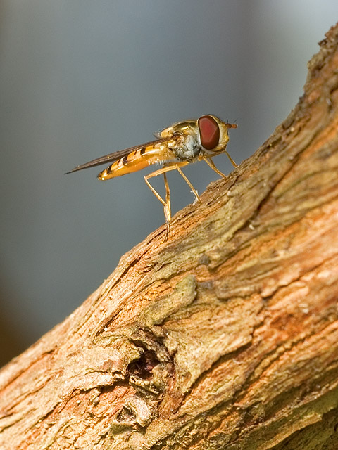 Hoverfly not hovering