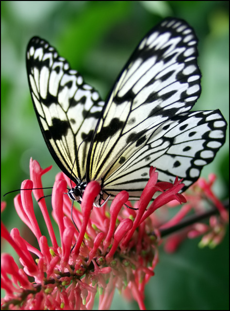 Rice Paper Butterfly