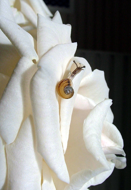 Snail on rose