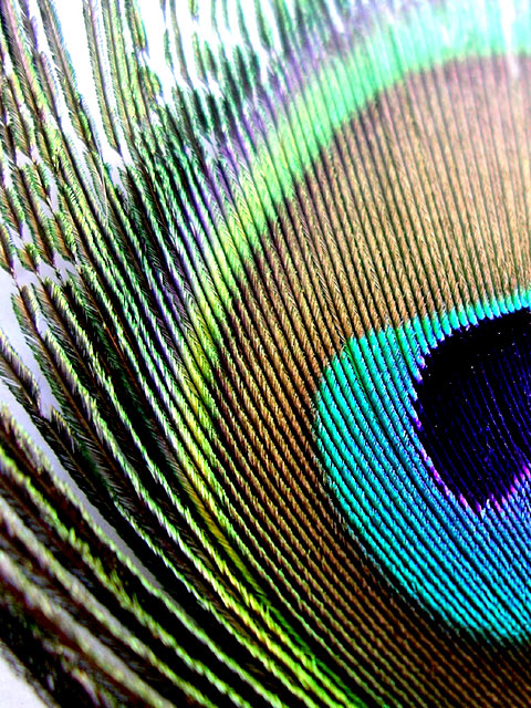 Peacock Feather