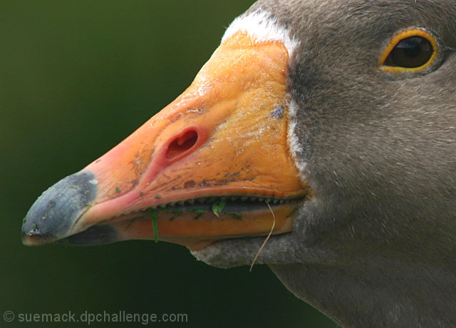 the goose's teeth!