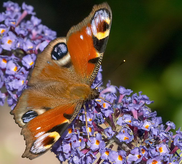 Vanessa Atalanta