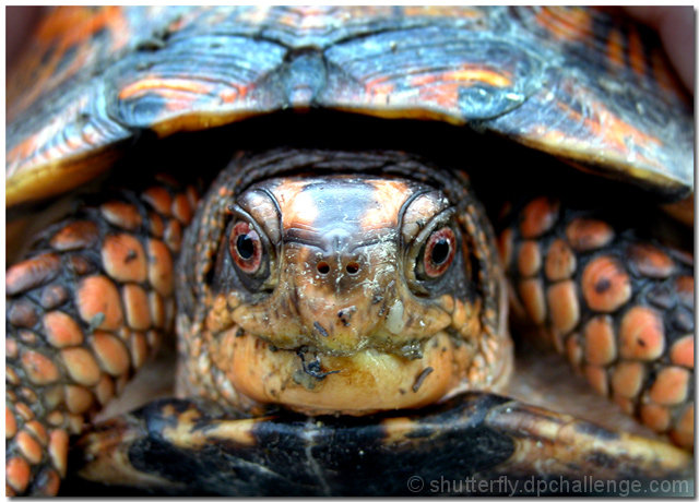 box turtle