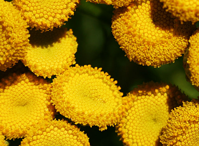 Yellow Macro