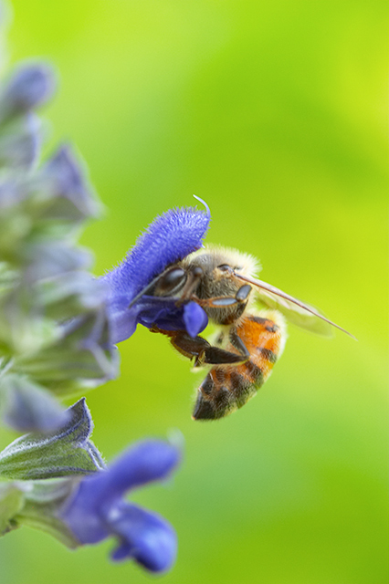 Pollination