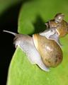Snail Parade