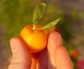 Sunkist wanna be