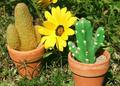 In Amongst the Flowers - the miniature cactus