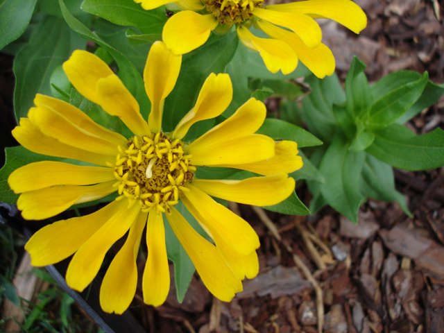 Flowers in the flower