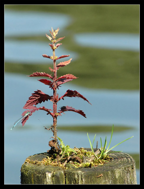 Island with tree