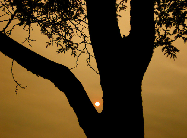 The Sun, Burrowing into the Tree