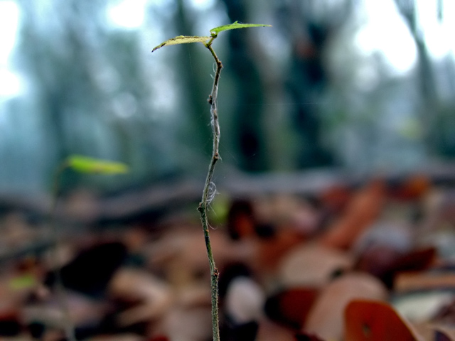 Seedling forest